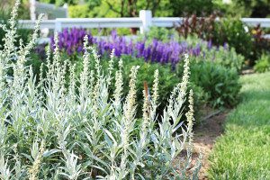 Lush garden filled with lamb's ear plants.