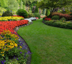 A garden with many different flowers and grass.