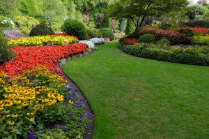 A garden with many different flowers and grass.