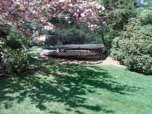 A view of a garden
