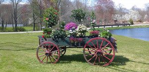 Wagon with colorful flowers by a pond.