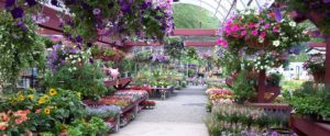 A flower shop filled with lots of flowers.